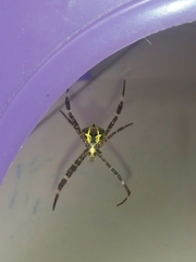 Argiope