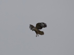 Buteo buteo