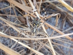 Argiope australis