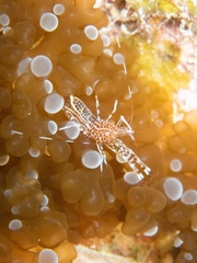 Periclimenes rathbunae