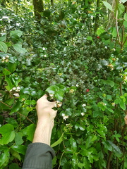 Carissa bispinosa zambesiensis
