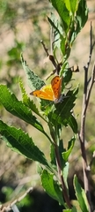 Chrysoritis chrysaor