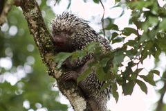 Coendou longicaudatus