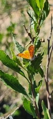 Chrysoritis chrysaor