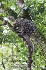 Coendou longicaudatus