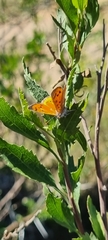 Chrysoritis chrysaor