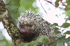 Coendou longicaudatus