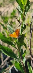 Chrysoritis chrysaor