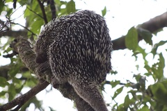 Coendou longicaudatus