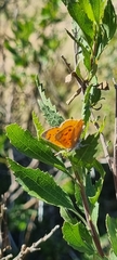 Chrysoritis chrysaor