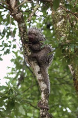 Coendou longicaudatus