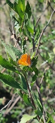Chrysoritis chrysaor