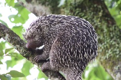 Coendou longicaudatus