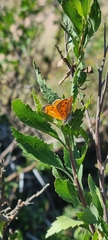 Chrysoritis chrysaor