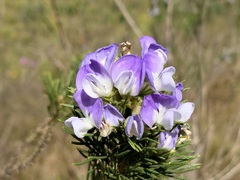 Psoralea affinis