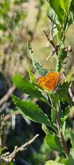 Chrysoritis chrysaor