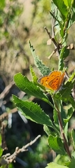 Chrysoritis chrysaor