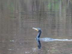 Phalacrocorax carbo