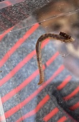 Enchytraeidae