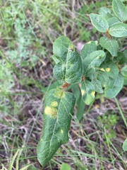 Puccinia caricis-shepherdiae
