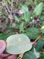 Puccinia caricis-shepherdiae