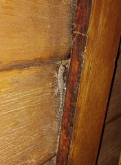 Cyrtopodion scabrum
