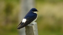 Tachycineta leucopyga