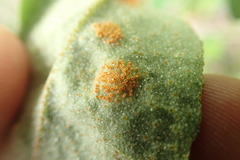Puccinia caricis-shepherdiae