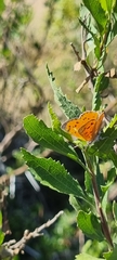 Chrysoritis chrysaor