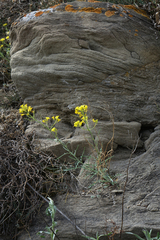 Sisymbrium polymorphum