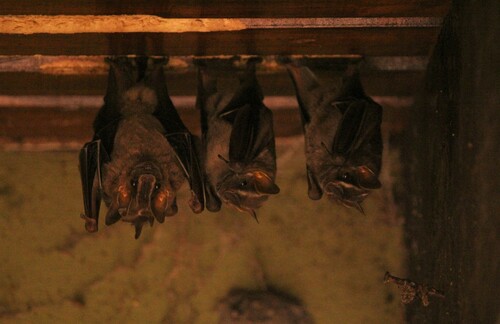 White-lined Broad-nosed Bat