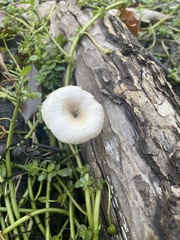 Lentinus