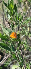 Chrysoritis chrysaor