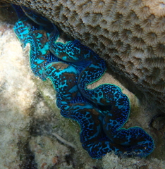 Tridacna crocea