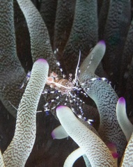 Periclimenes yucatanicus