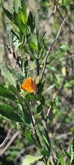 Chrysoritis chrysaor