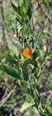 Chrysoritis chrysaor