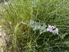 Malcolmia littorea