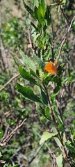 Chrysoritis chrysaor