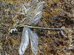 Phanogomphus spicatus