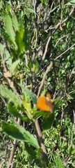 Chrysoritis chrysaor