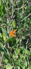 Chrysoritis chrysaor