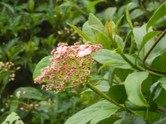 Hydrangeaceae