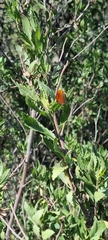 Chrysoritis chrysaor