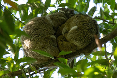 Pseudochirops archeri