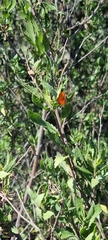 Chrysoritis chrysaor