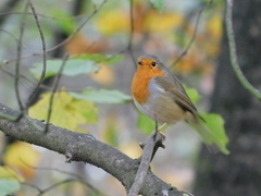 Erithacus rubecula