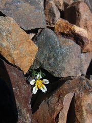 Caiophora pulchella