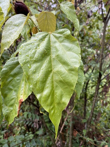 Bixa orellana