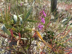 Silene scabriflora